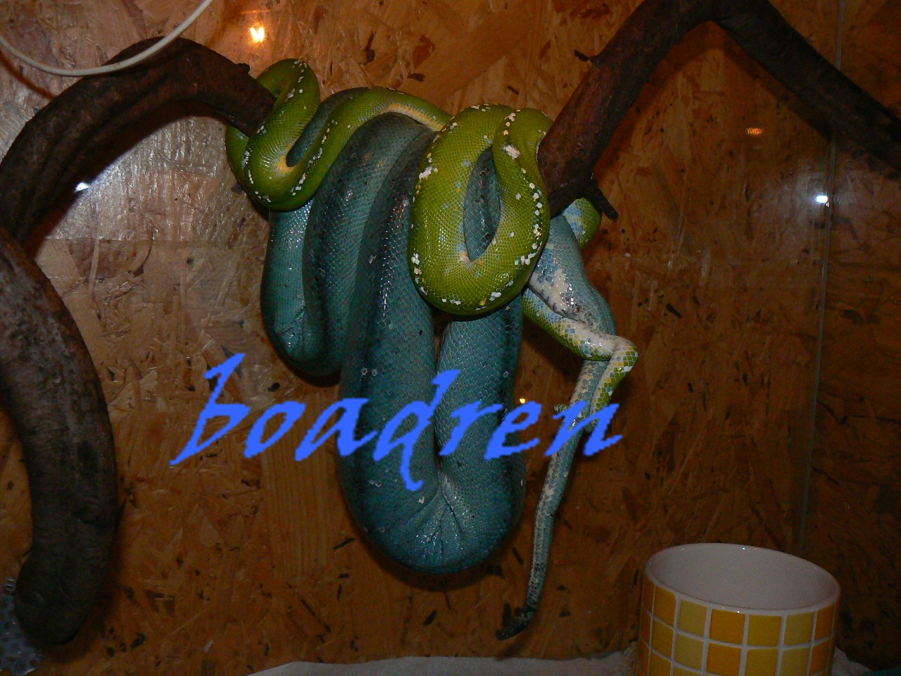ARU